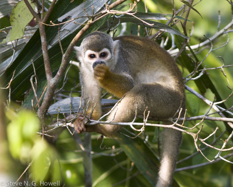 …or the endearing Squirrel Monkey.